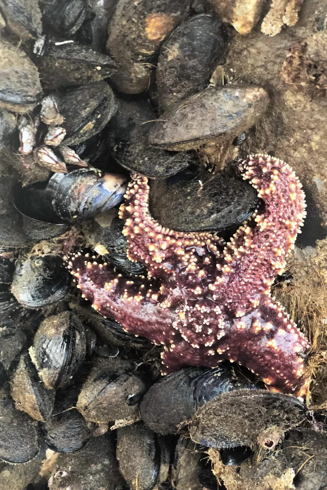 Starfish and mussels at the beach