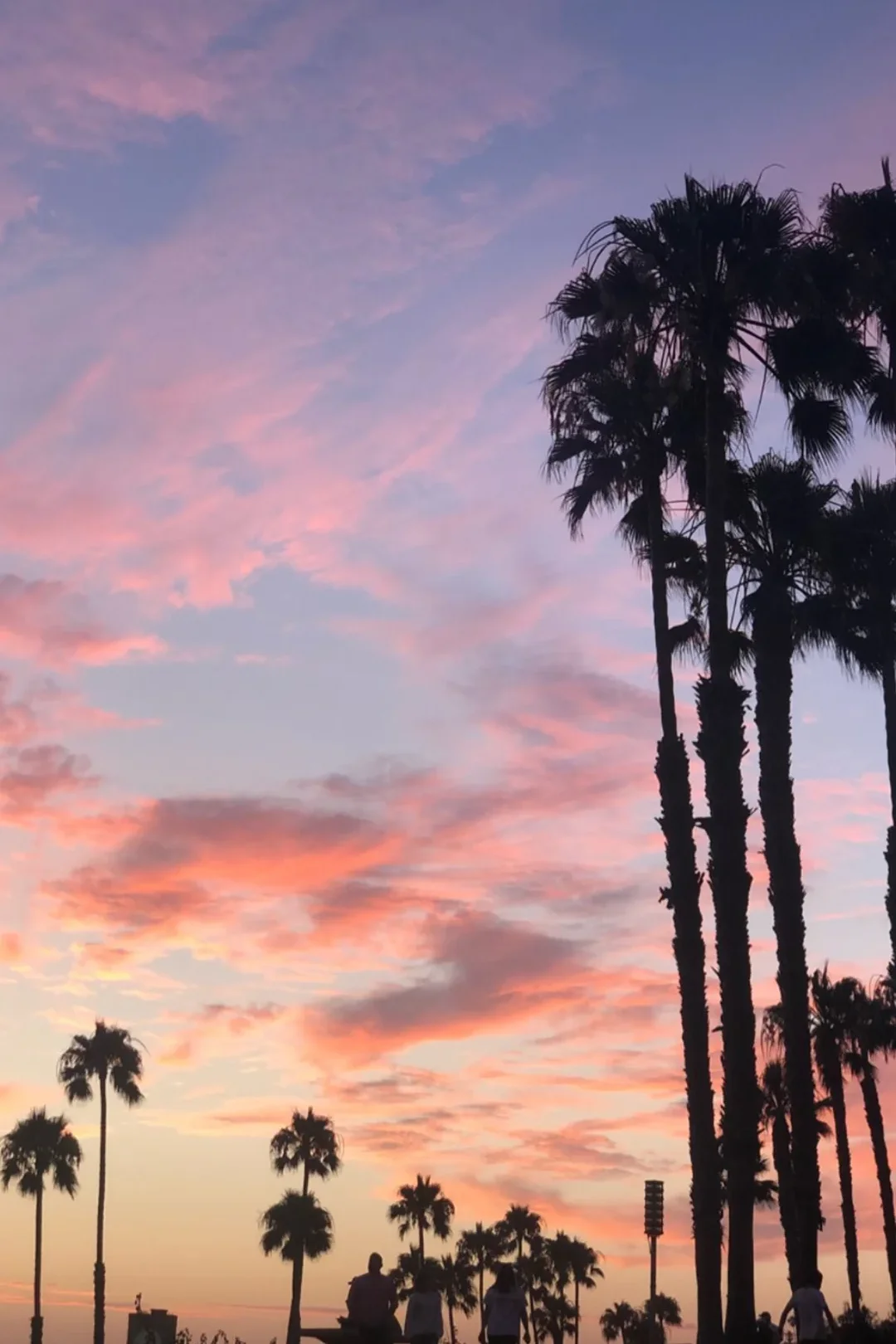Palm trees at beach sunset